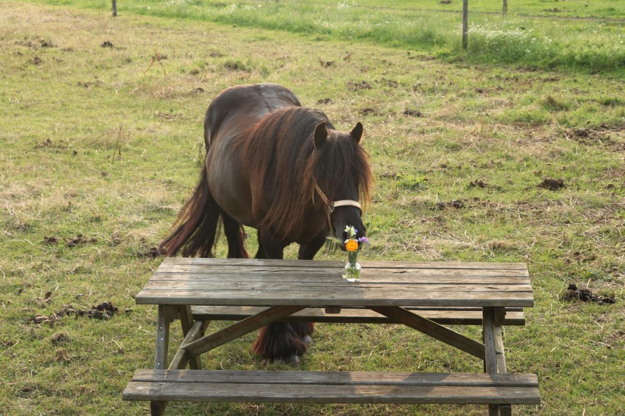 מלון אסן Slapen Tussen De Paarden מראה חיצוני תמונה